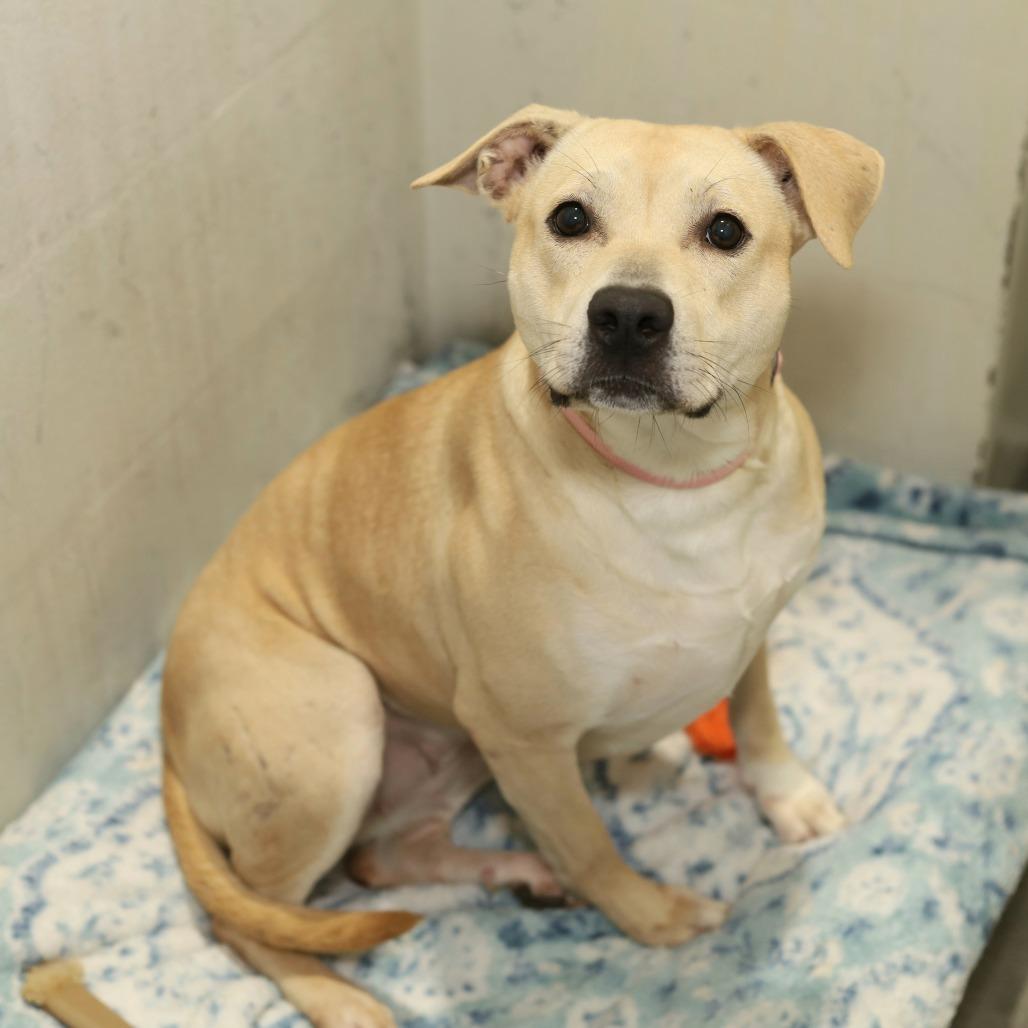 Enlarge JJ, a Adoptable mixed breed in Evansville, IN image 3/6