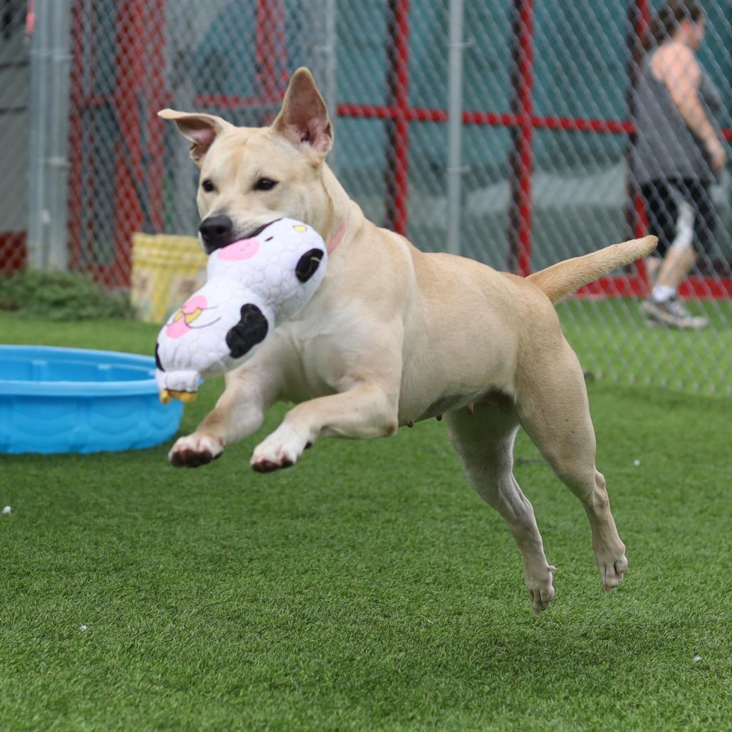 Enlarge JJ, a Adoptable mixed breed in Evansville, IN image 4/6