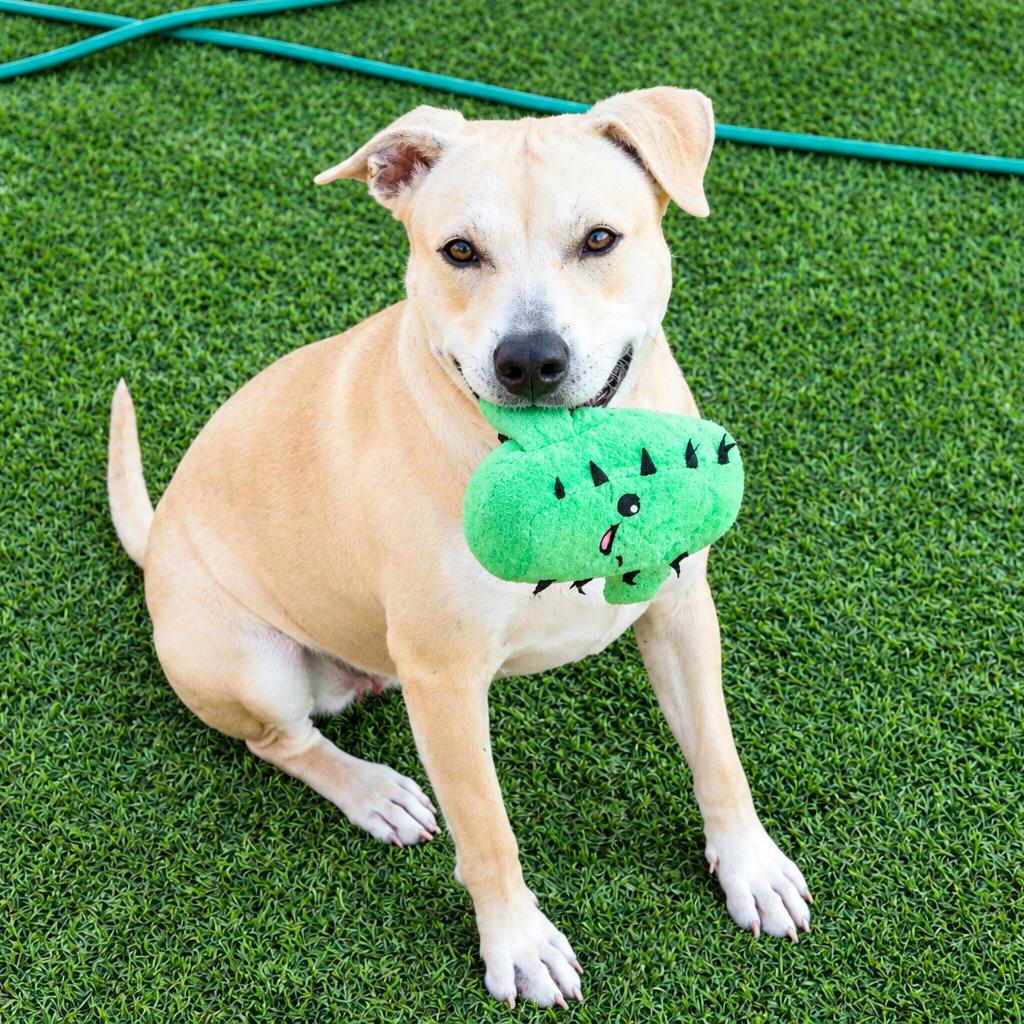 Enlarge JJ, a Adoptable mixed breed in Evansville, IN image 5/6