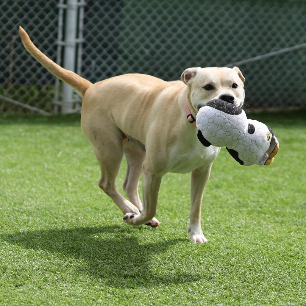 Enlarge JJ, a Adoptable mixed breed in Evansville, IN image 6/6