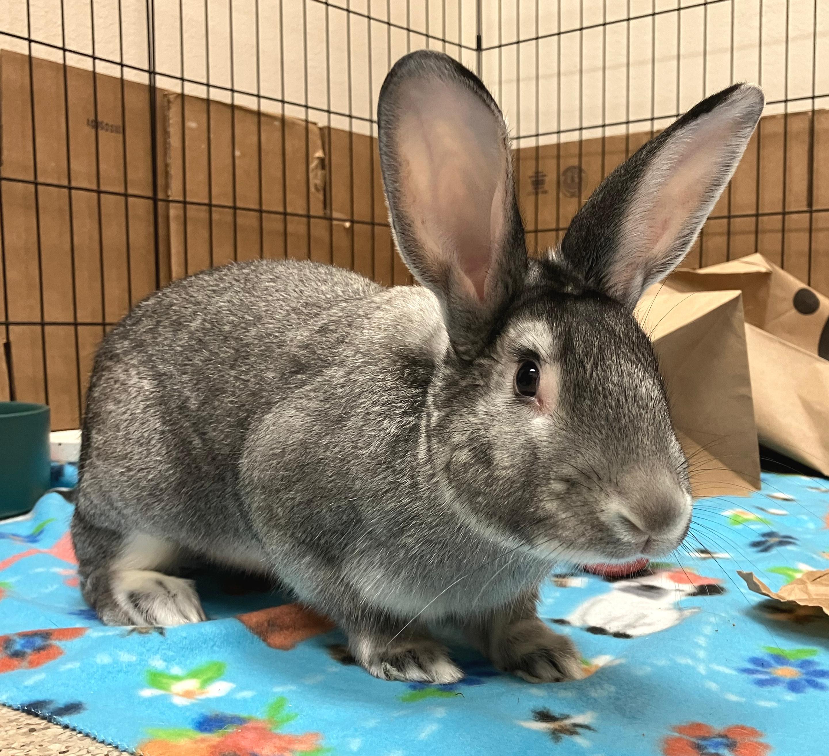 McCoy, an adoptable mixed breed in Oshkosh, WI image 2/5