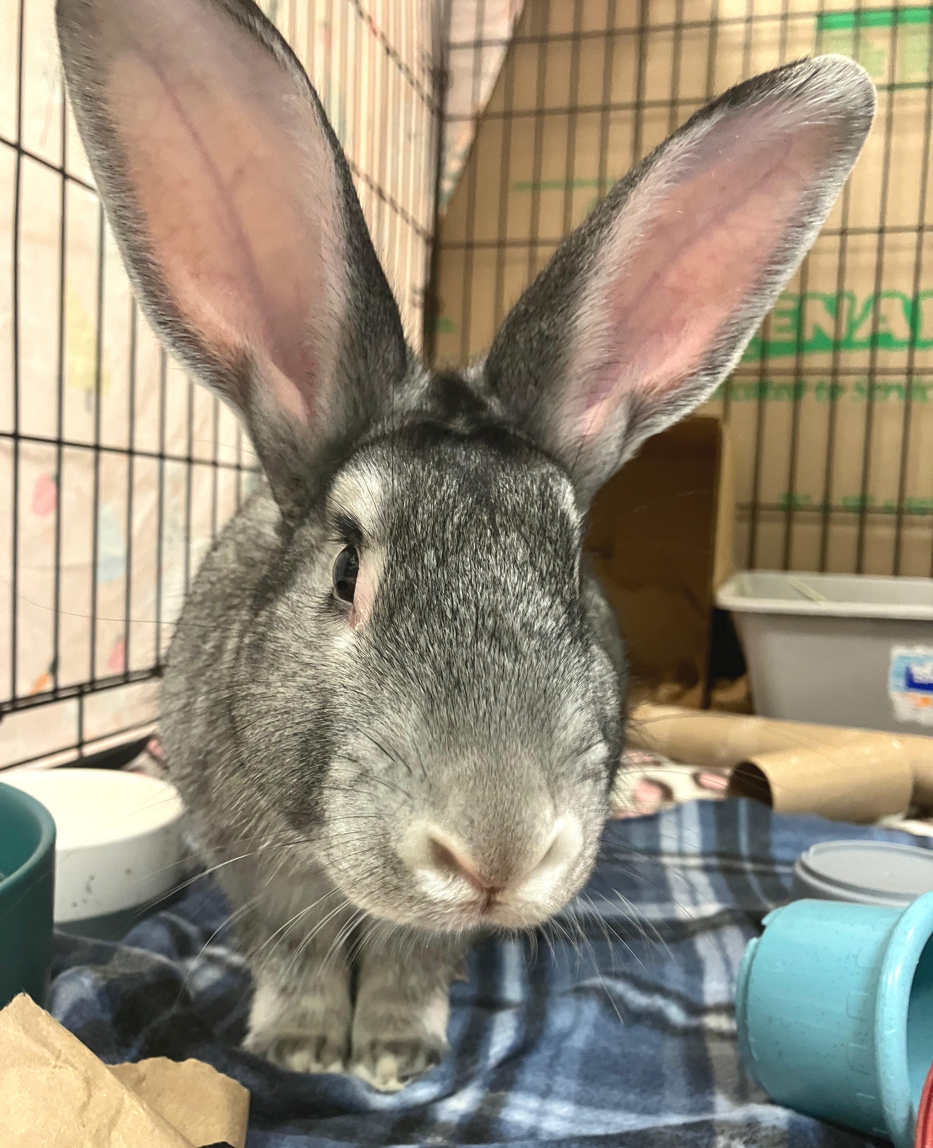 McCoy, an adoptable mixed breed in Oshkosh, WI image 3/5