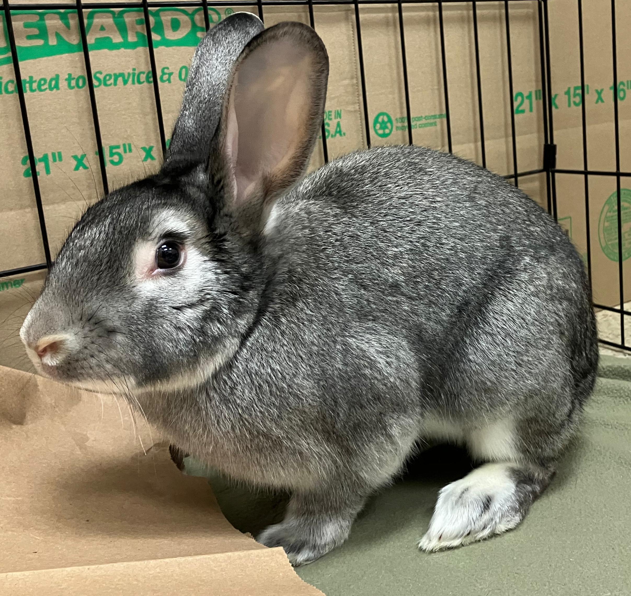 McCoy, an adoptable mixed breed in Oshkosh, WI image 5/5