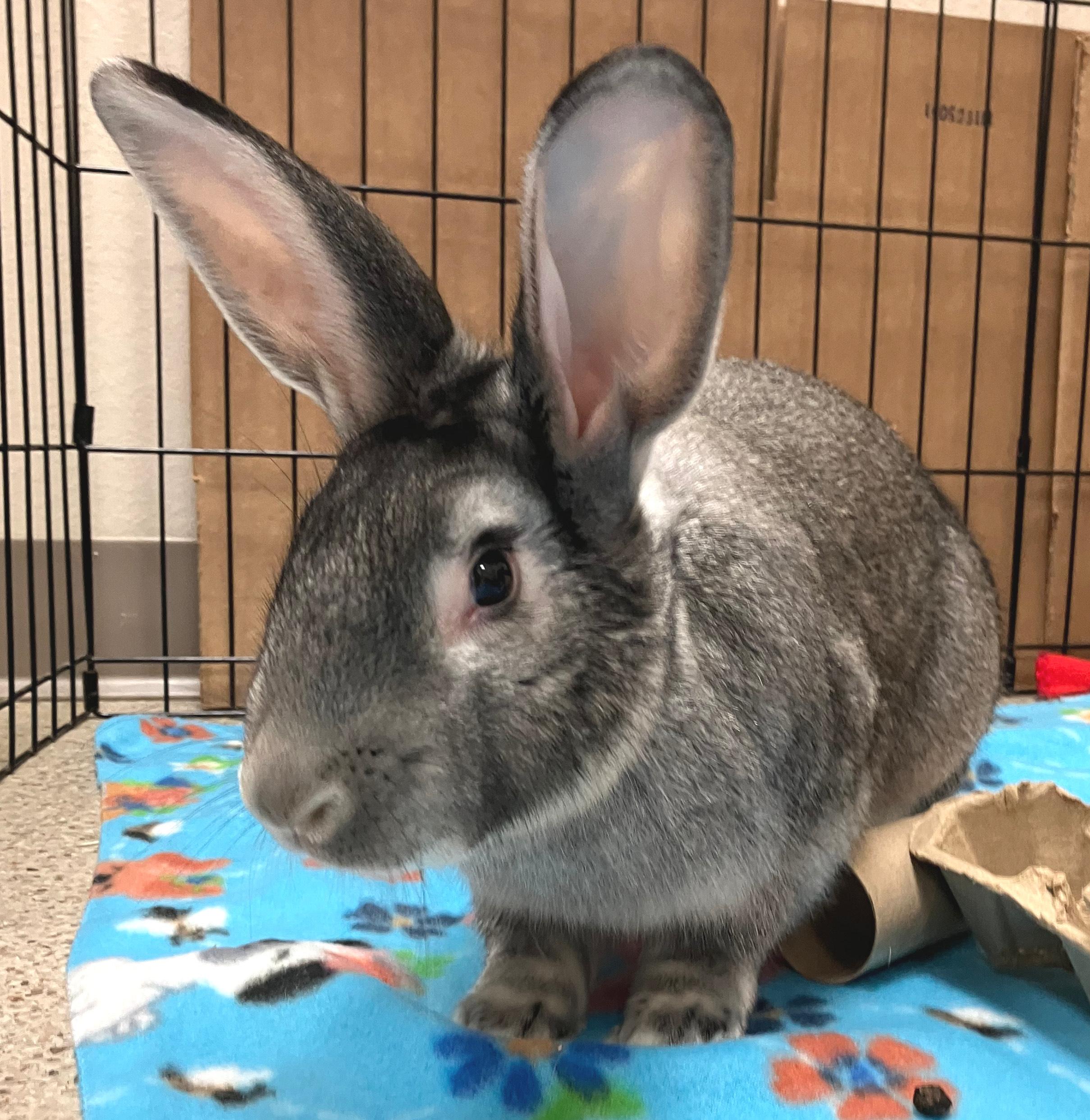 McCoy, an adoptable mixed breed in Oshkosh, WI image 4/5