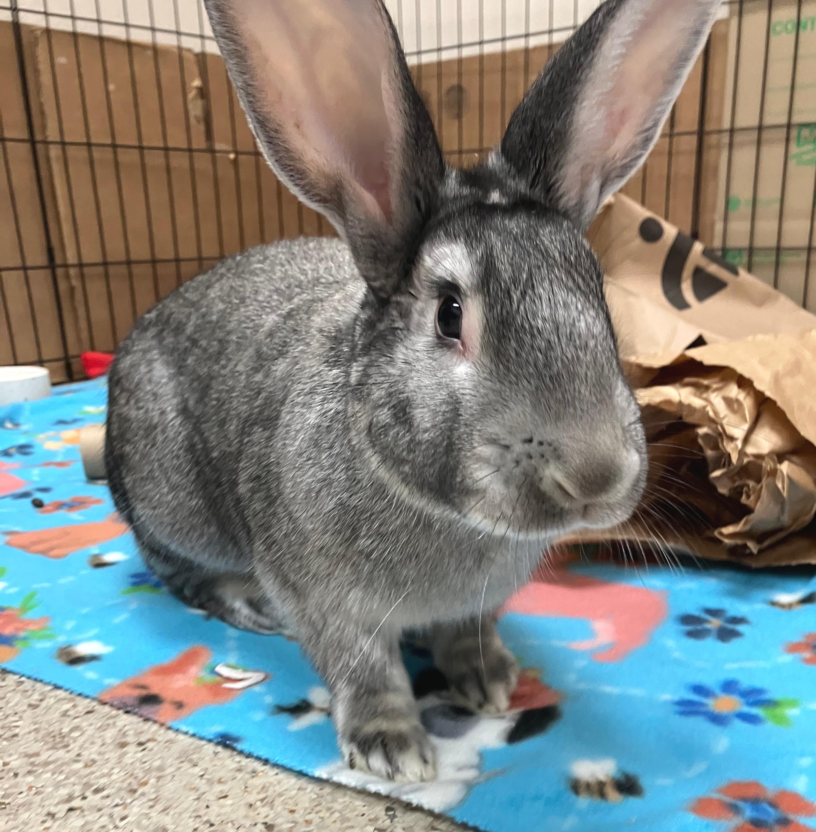 McCoy, adoptable, Adult Male Chinchilla.