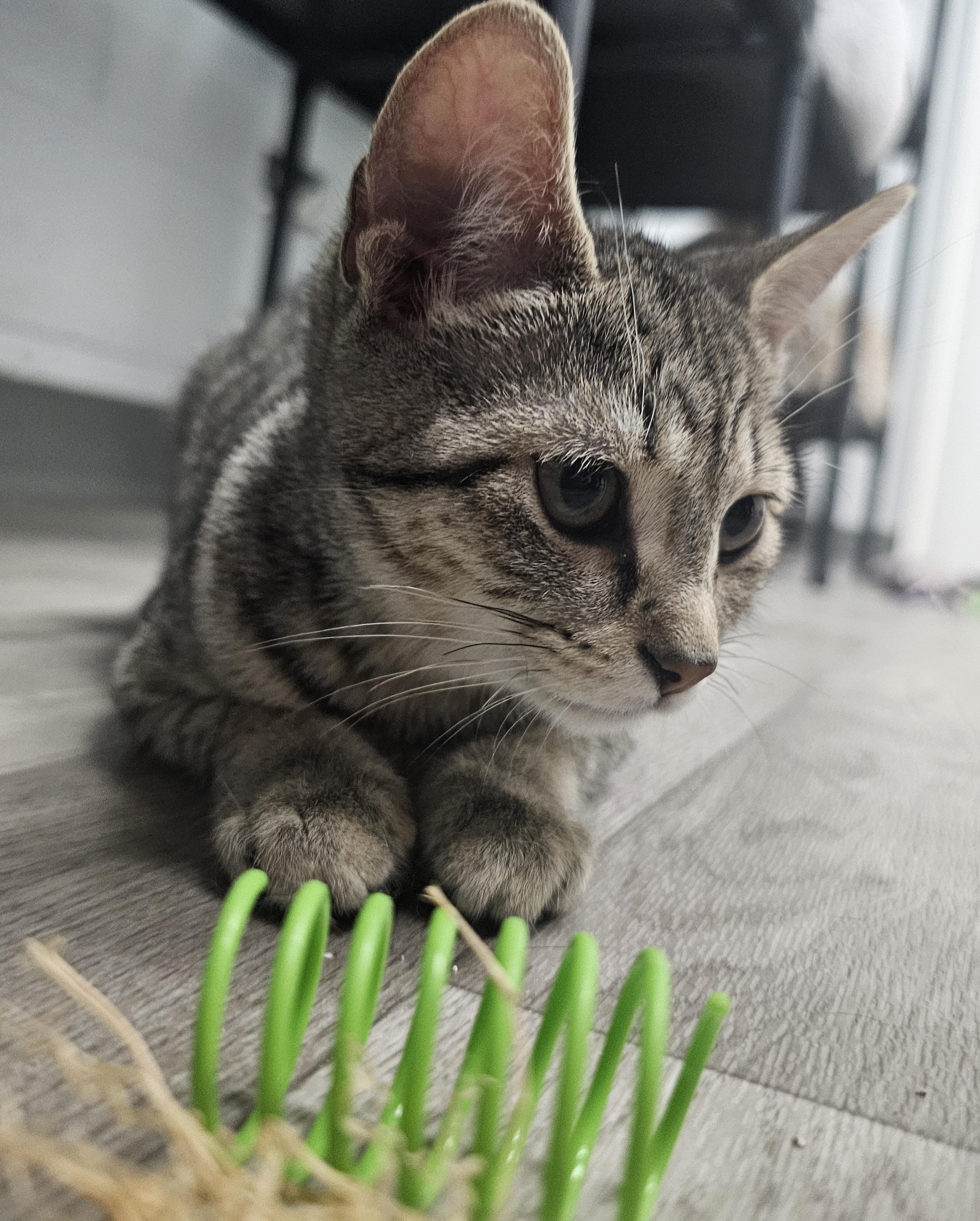 Casey, an adopted Domestic Short Hair in Morganton, NC image 2/2