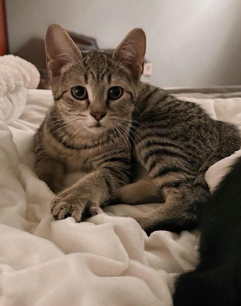 Casey, adopted, Kitten Female Domestic Short Hair.