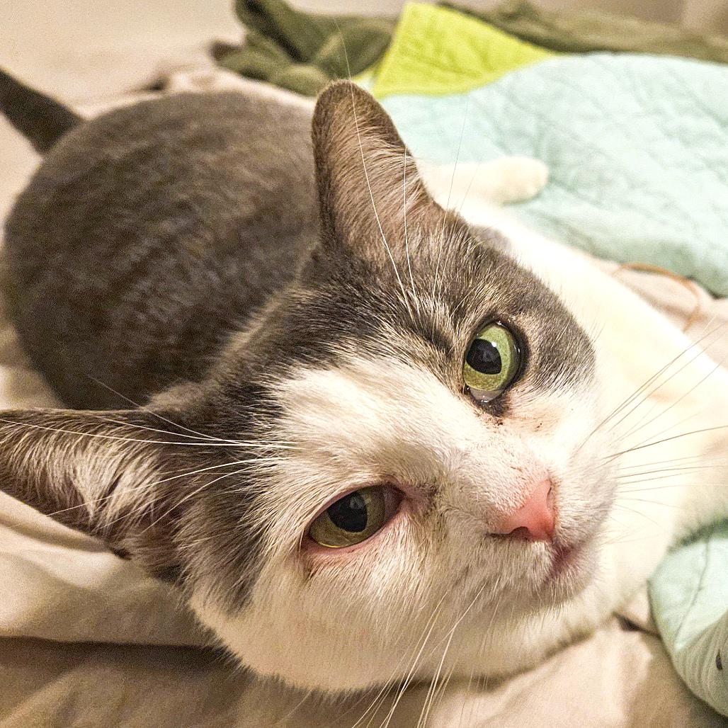 Enlarge Wallace, a Adoptable American Shorthair in Santa Barbara, CA image 1/6