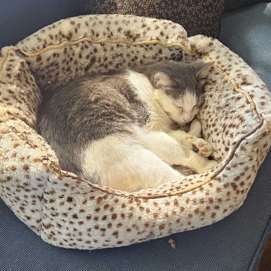 Enlarge Wallace, a Adoptable American Shorthair in Santa Barbara, CA image 2/6