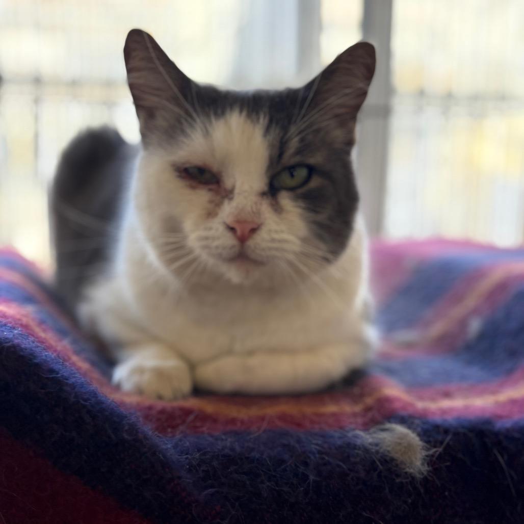 Enlarge Wallace, a Adoptable American Shorthair in Santa Barbara, CA image 3/6