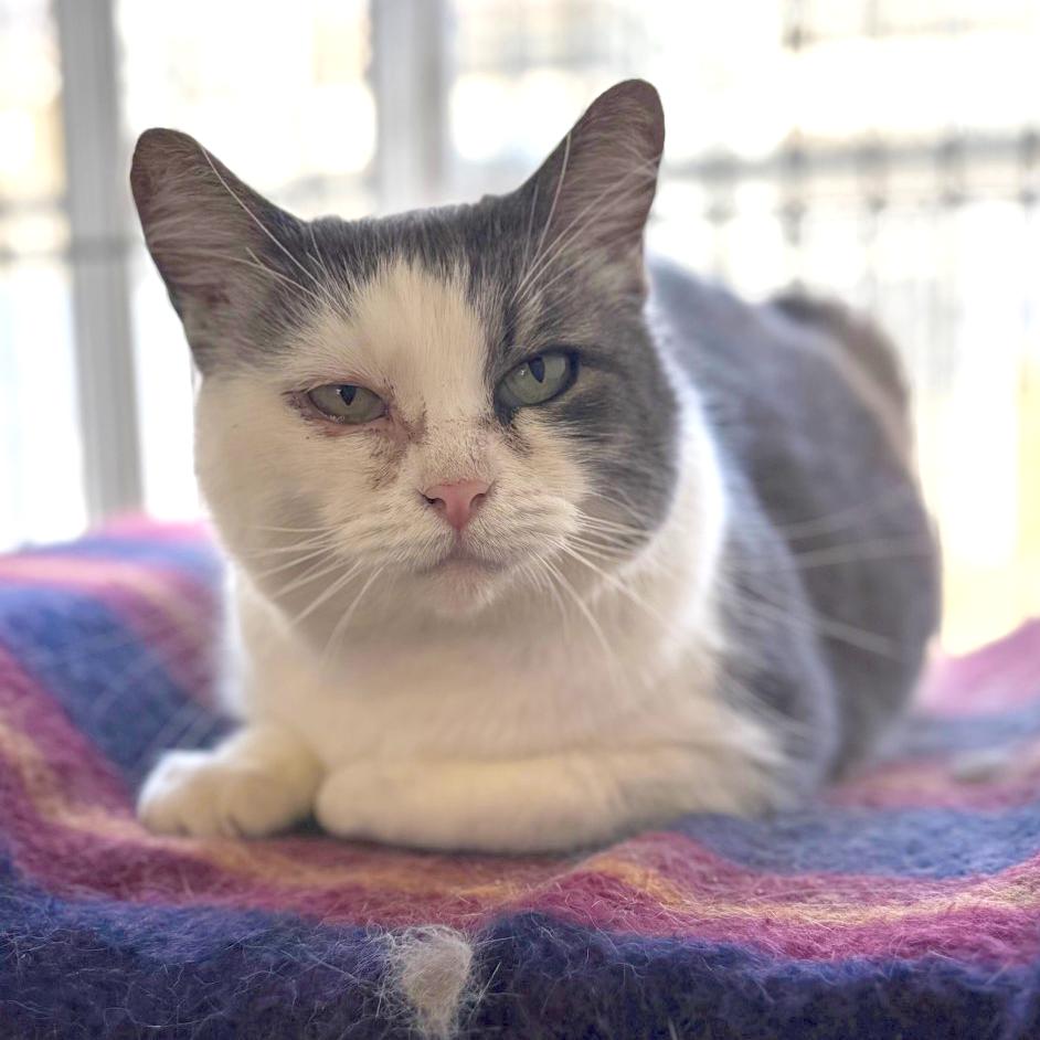 Enlarge Wallace, a Adoptable American Shorthair in Santa Barbara, CA image 4/6