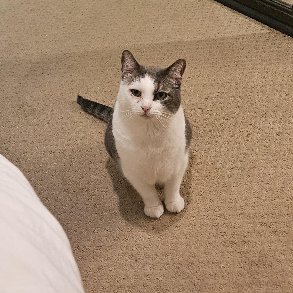 Enlarge Wallace, a Adoptable American Shorthair in Santa Barbara, CA image 5/6