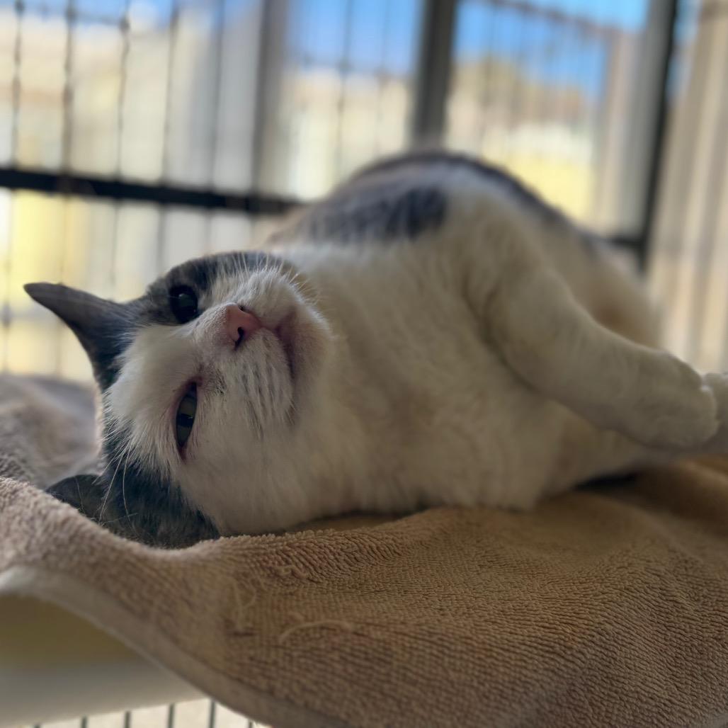 Enlarge Wallace, a Adoptable American Shorthair in Santa Barbara, CA image 6/6