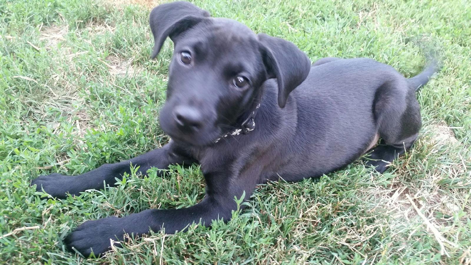 Enlarge Jack 2, a Adopted mixed breed in Aurora, OH image 1/3