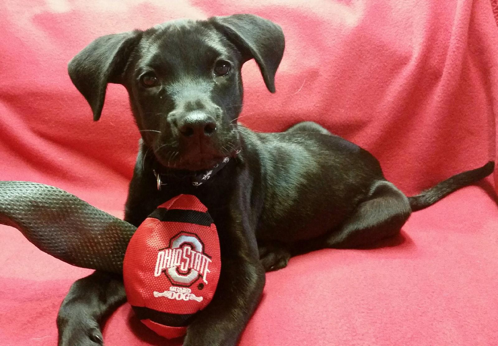 Enlarge Jack 2, a Adopted mixed breed in Aurora, OH image 2/3