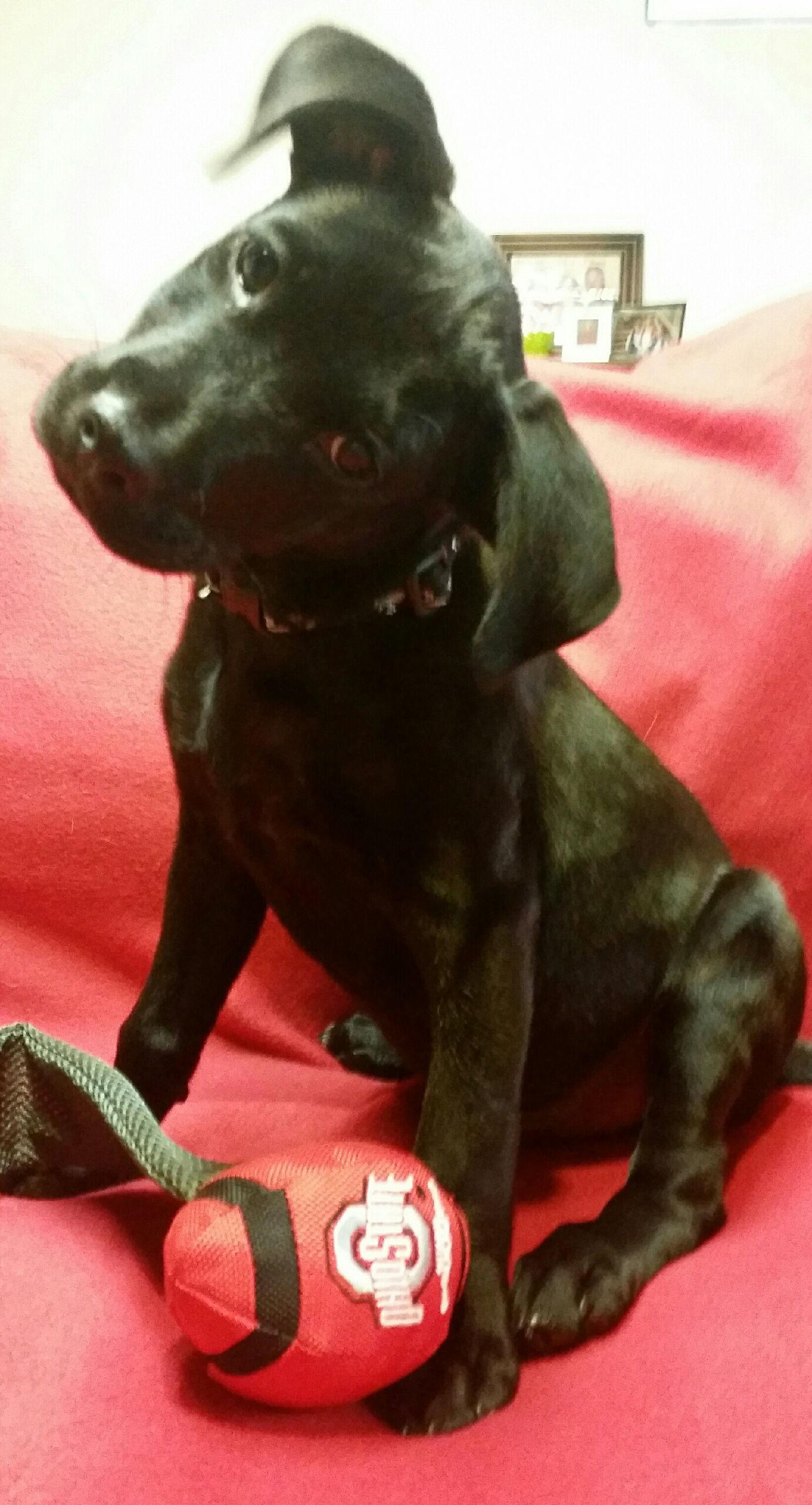 Enlarge Jack 2, a Adopted mixed breed in Aurora, OH image 3/3