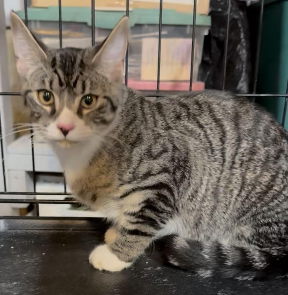 Goblin, Adoptable, Kitten Male Tabby.