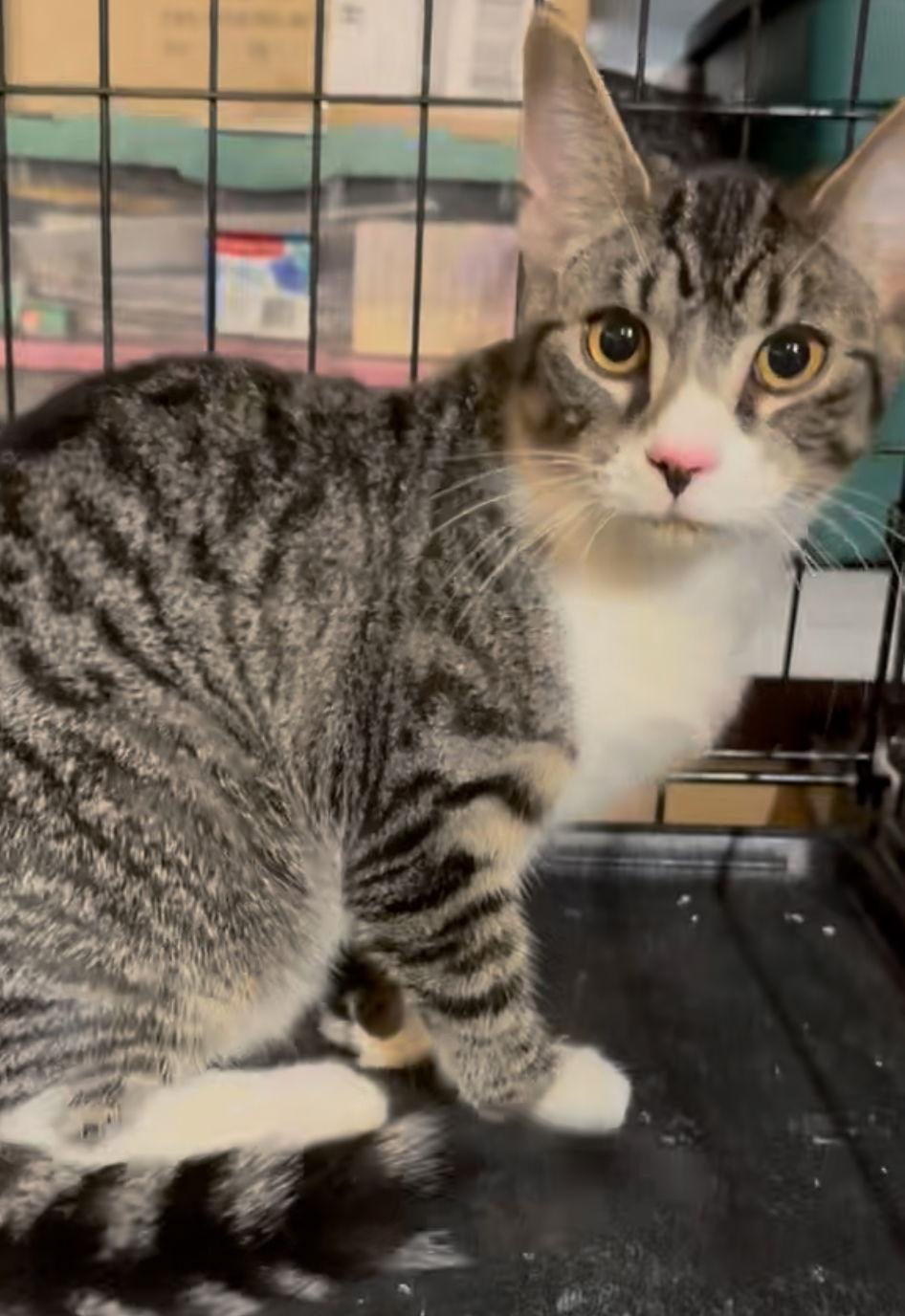 Enlarge Goblin, a Adoptable Tabby in Cuyahoga Falls, OH image 2/3