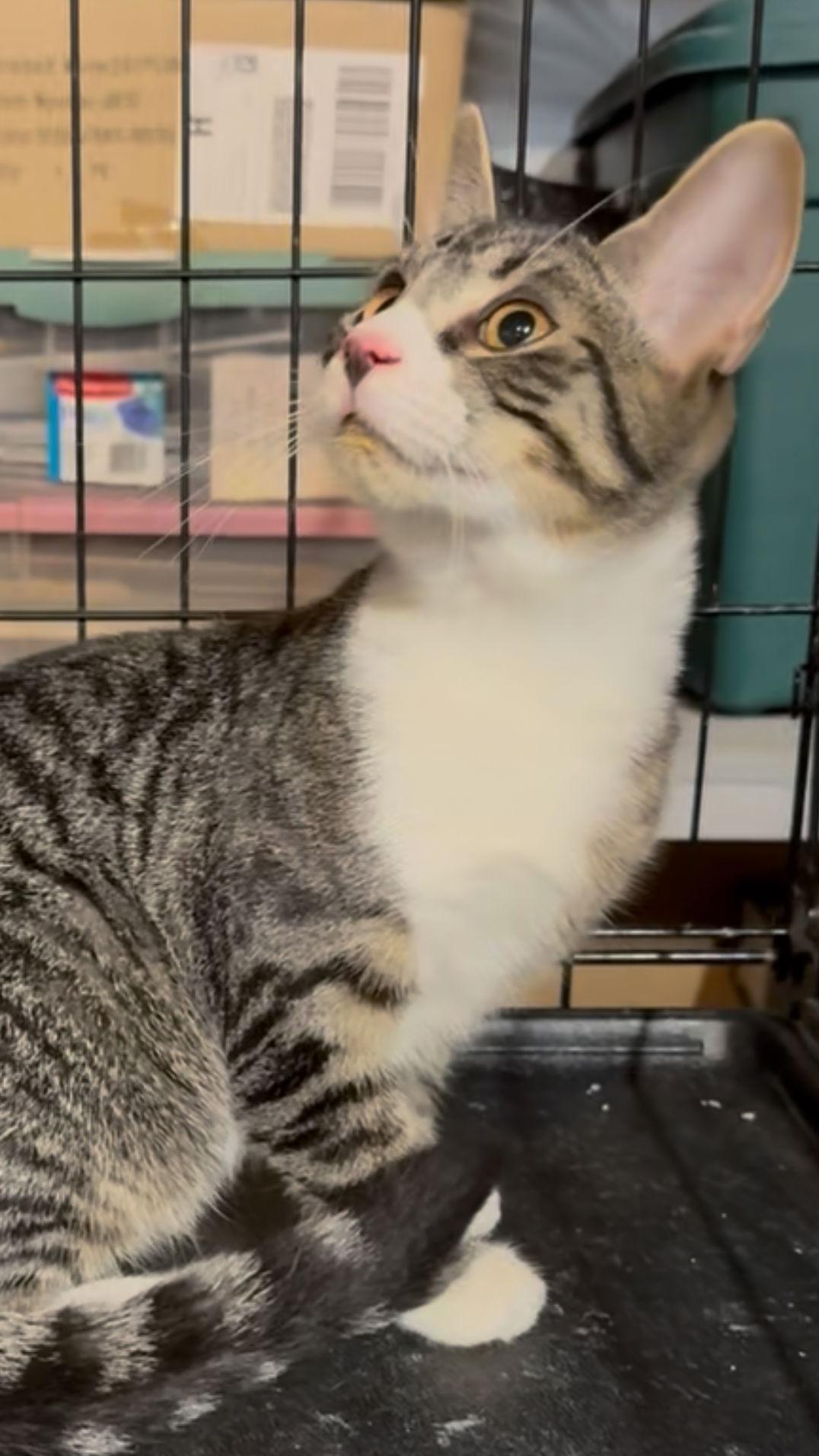 Enlarge Goblin, a Adoptable Tabby in Cuyahoga Falls, OH image 3/3