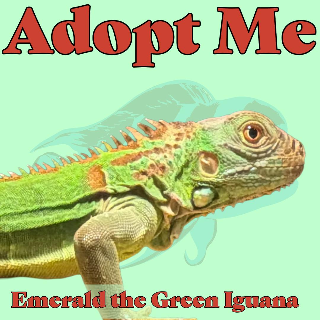 Enlarge Emerald the Green Iguana, a ADOPTABLE Iguana in Neenah, WI image 1/1