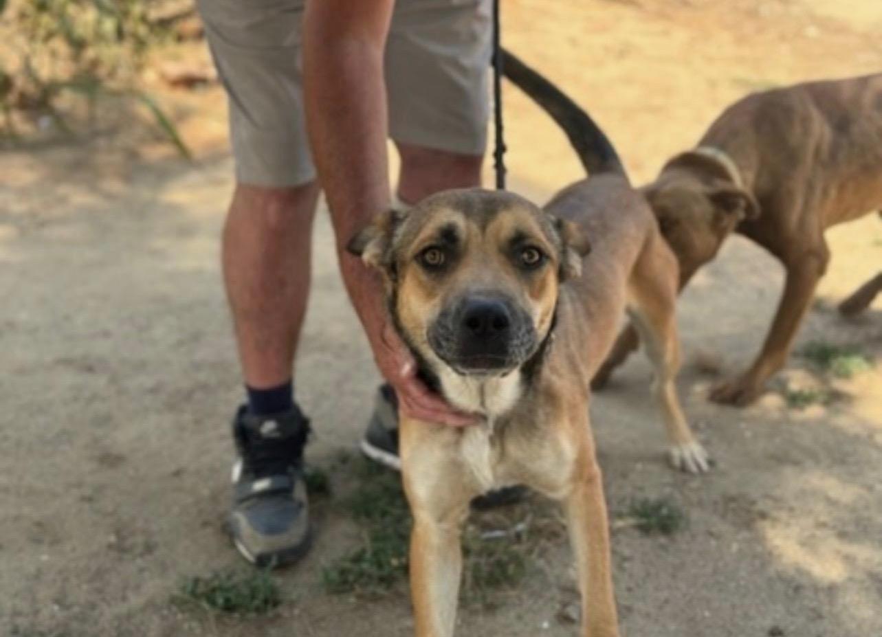 Almond, an adoptable Shepherd, Pit Bull Terrier in Puyallup, WA, 98372 | Photo Image 1