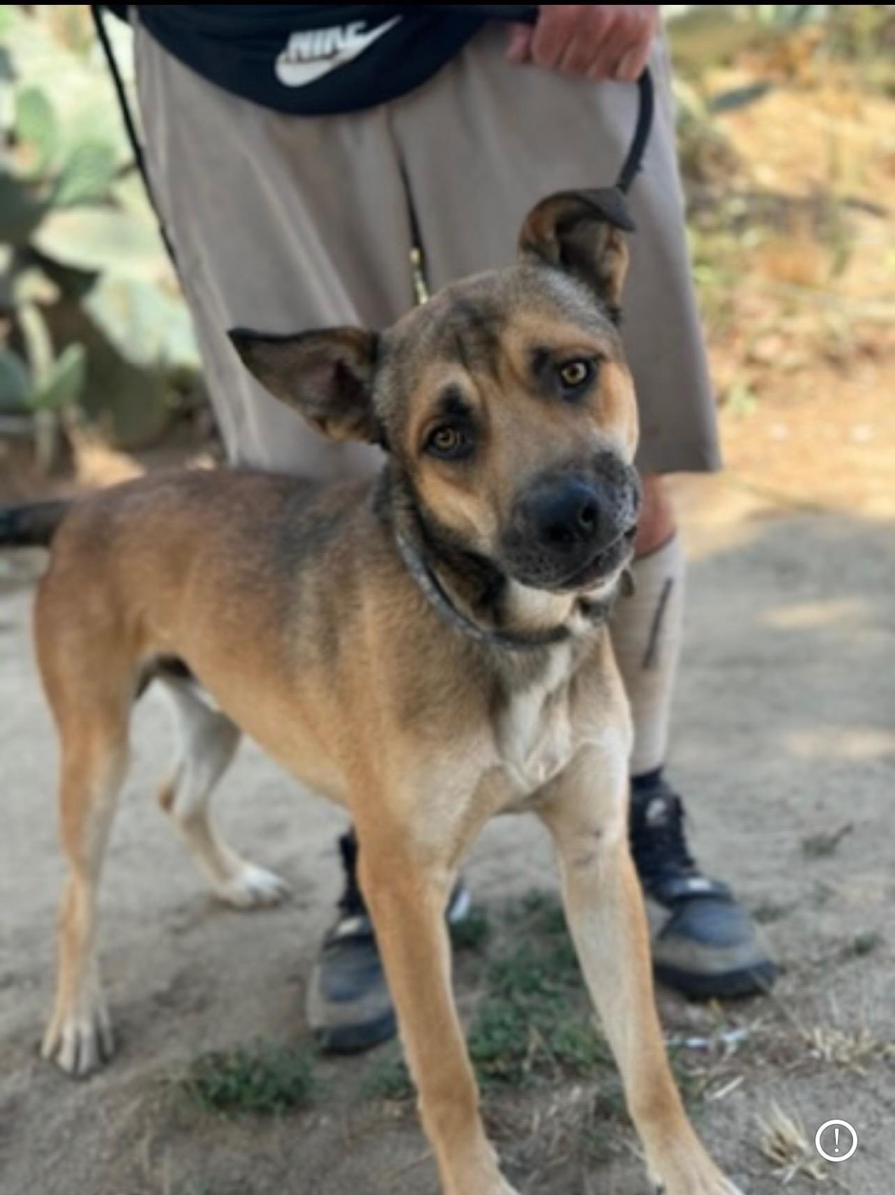 Enlarge Almond, a Adoptable mixed breed image 2/4