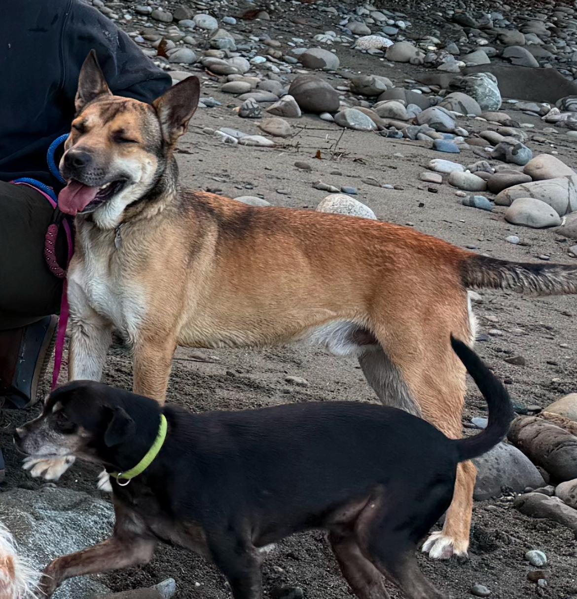 Almond, an adoptable Shepherd, Pit Bull Terrier in Puyallup, WA, 98372 | Photo Image 2