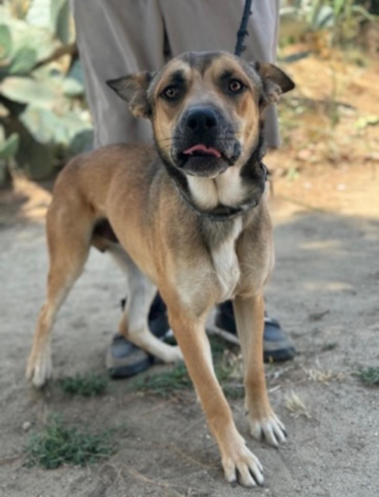 Almond, an adoptable Shepherd, Pit Bull Terrier in Puyallup, WA, 98372 | Photo Image 3
