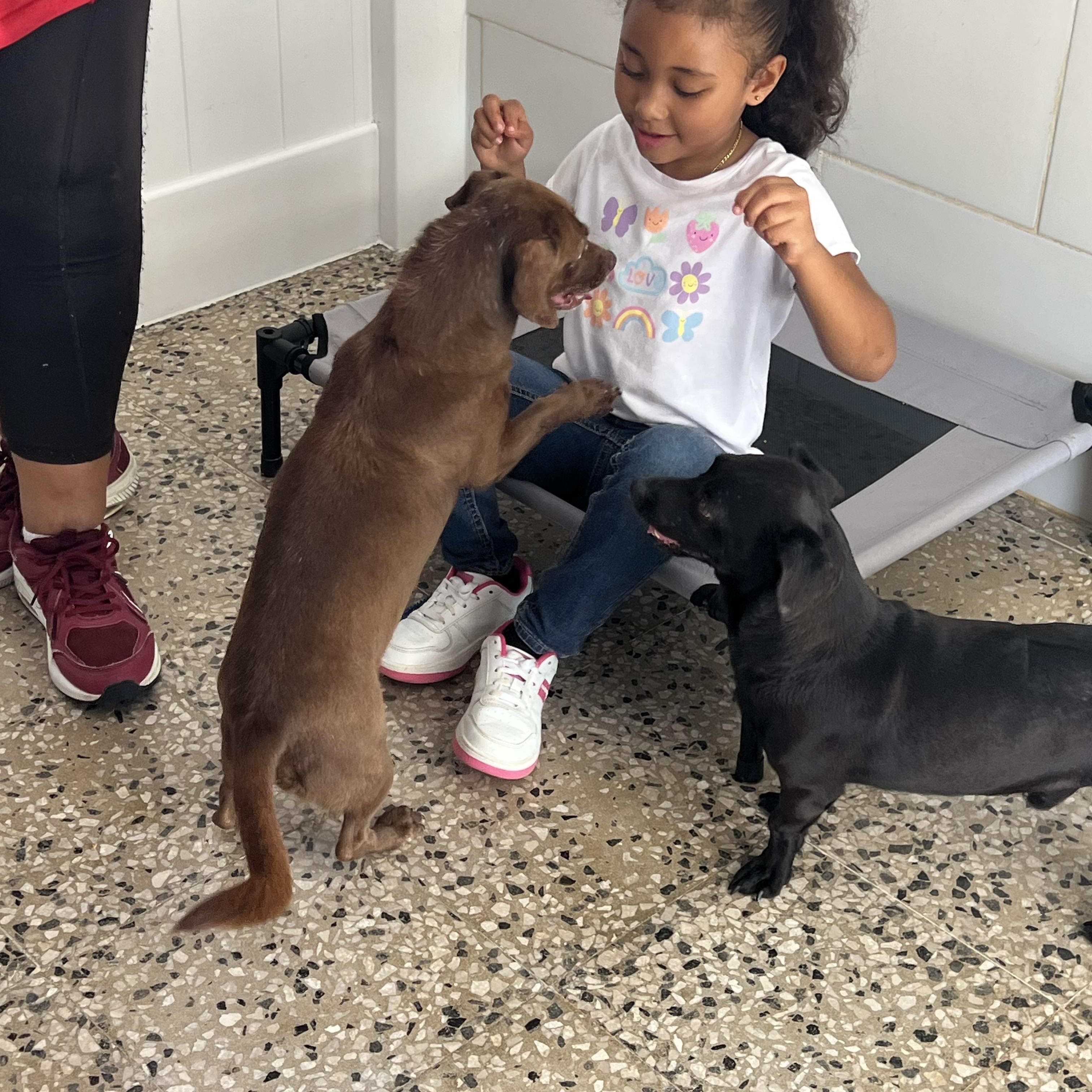 Canela — thumbnail 4