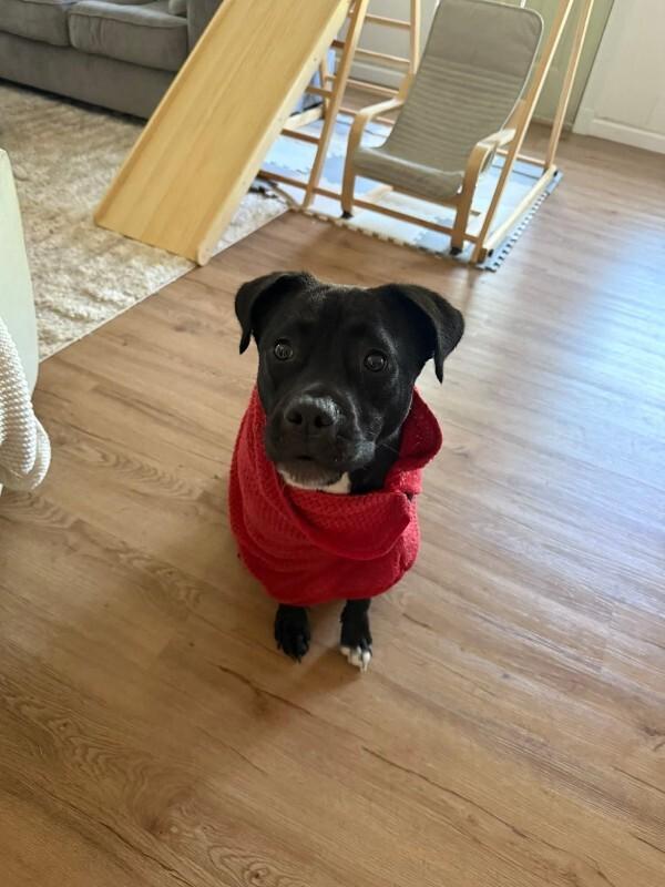 Enlarge Maizey, a Adoptable mixed breed in Grand Rapids, MI image 1/6