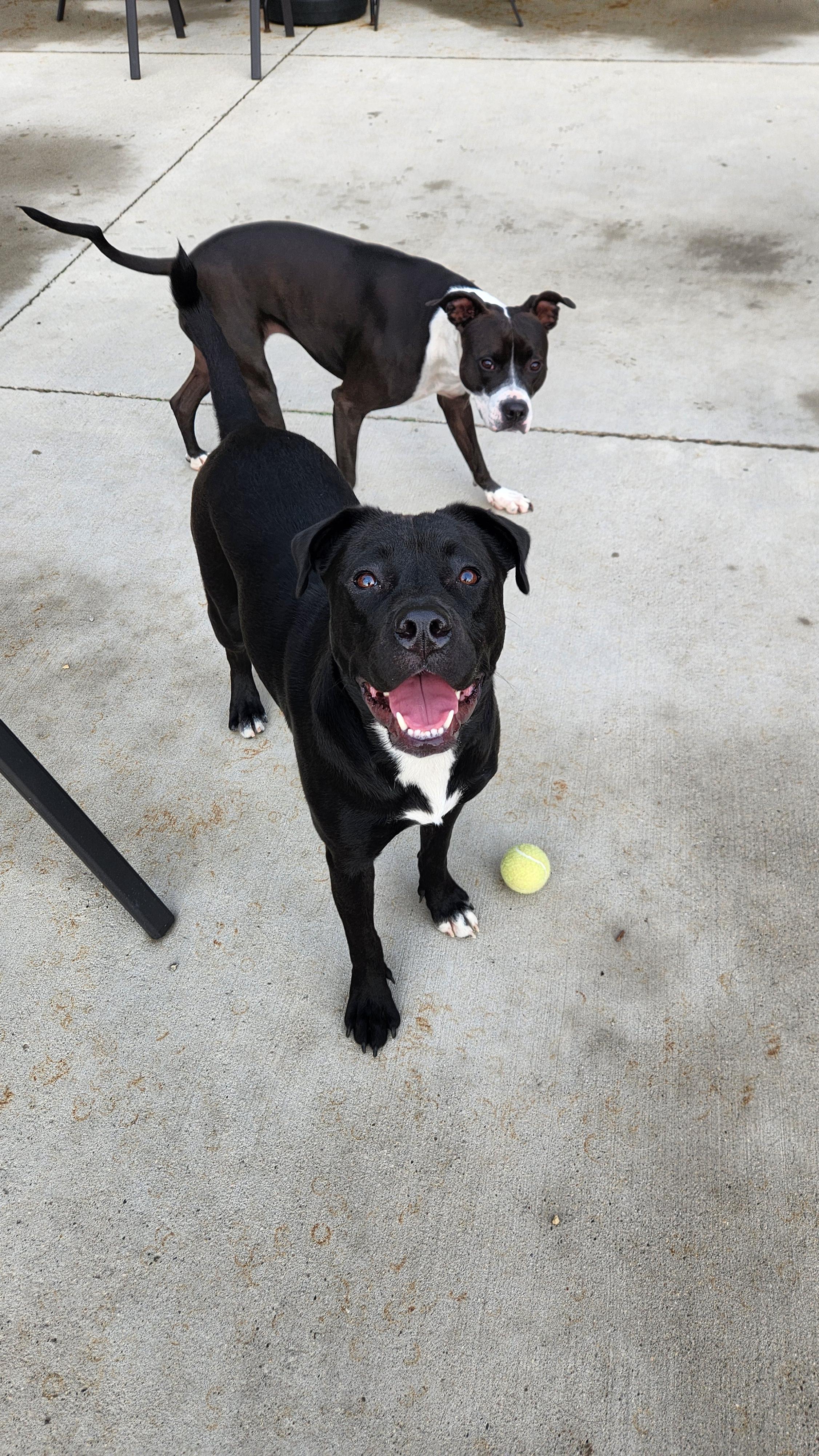 Maizey, Adoptable, Adult Female Pit Bull Terrier & Mixed Breed.