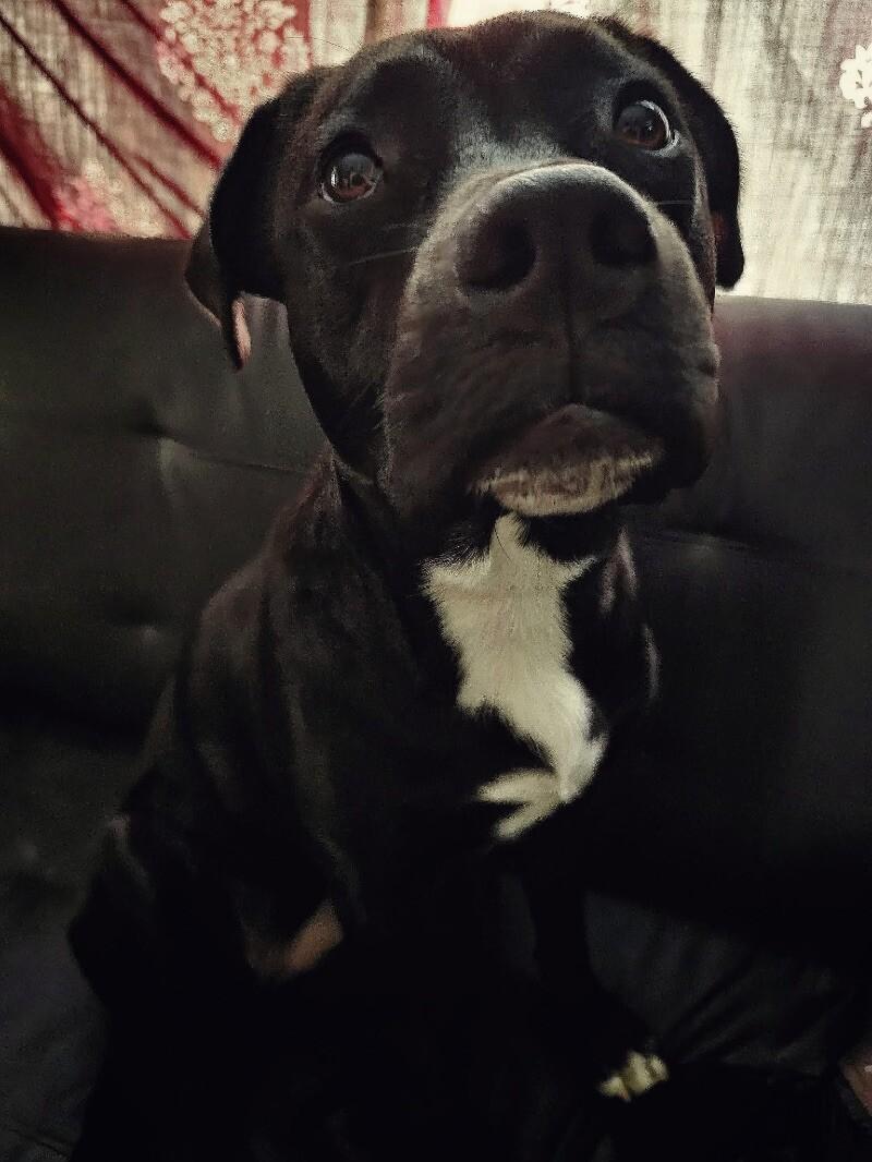 Maizey, a Adoptable mixed breed in Grand Rapids, MI image 3/6