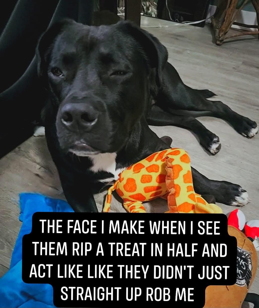 Maizey, a Adoptable mixed breed in Grand Rapids, MI image 4/6