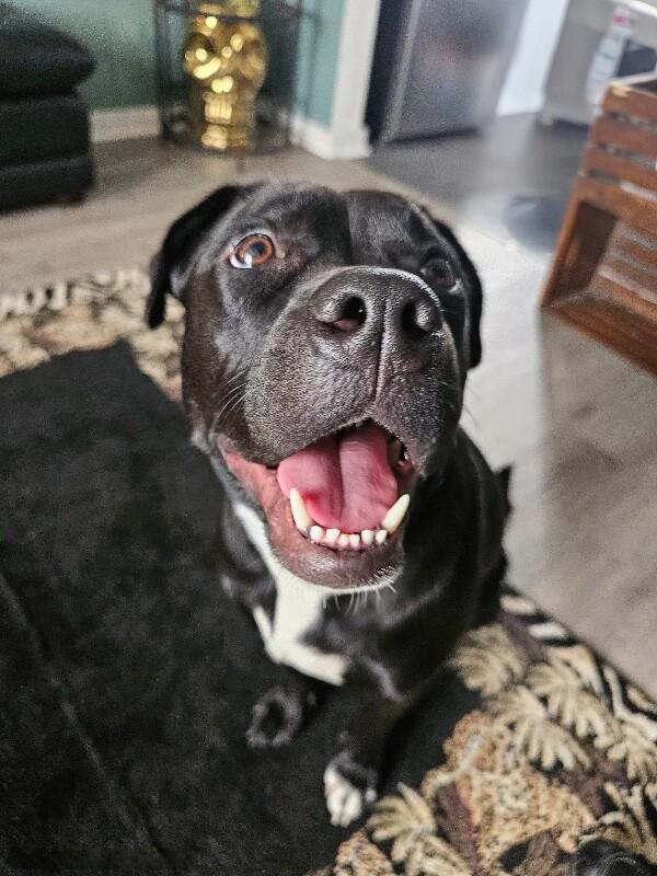 Maizey, a Adoptable mixed breed in Grand Rapids, MI image 5/6