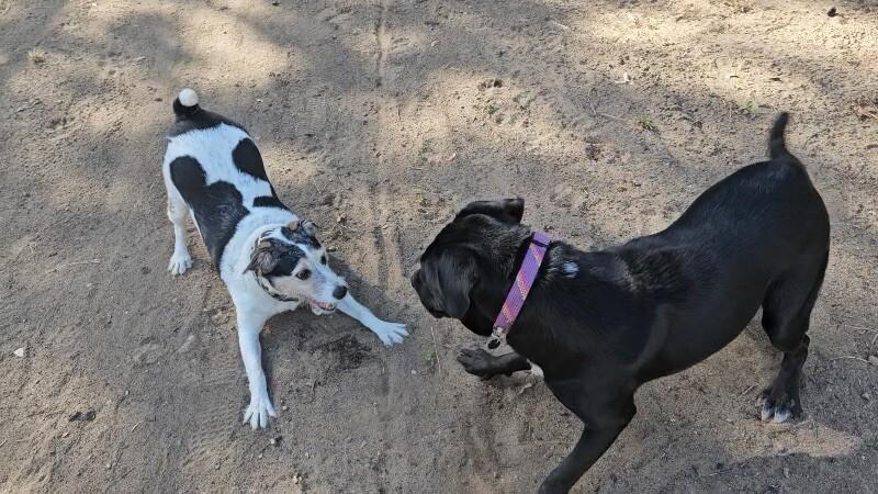 Maizey, a Adoptable mixed breed in Grand Rapids, MI image 6/6