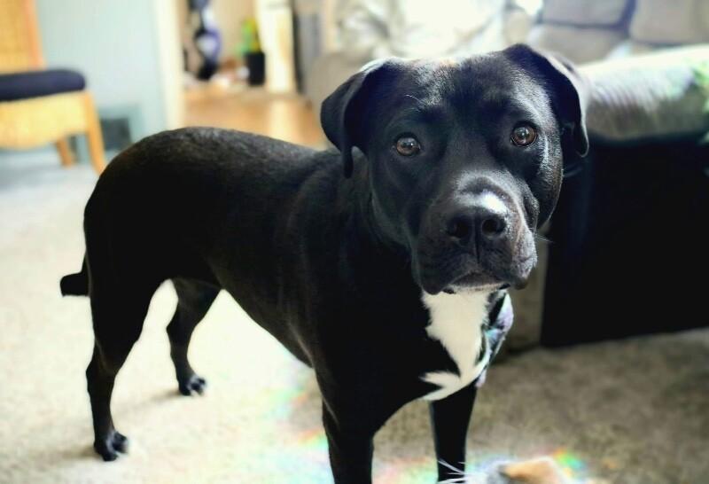 Maizey, a Adoptable mixed breed in Grand Rapids, MI image 4/6