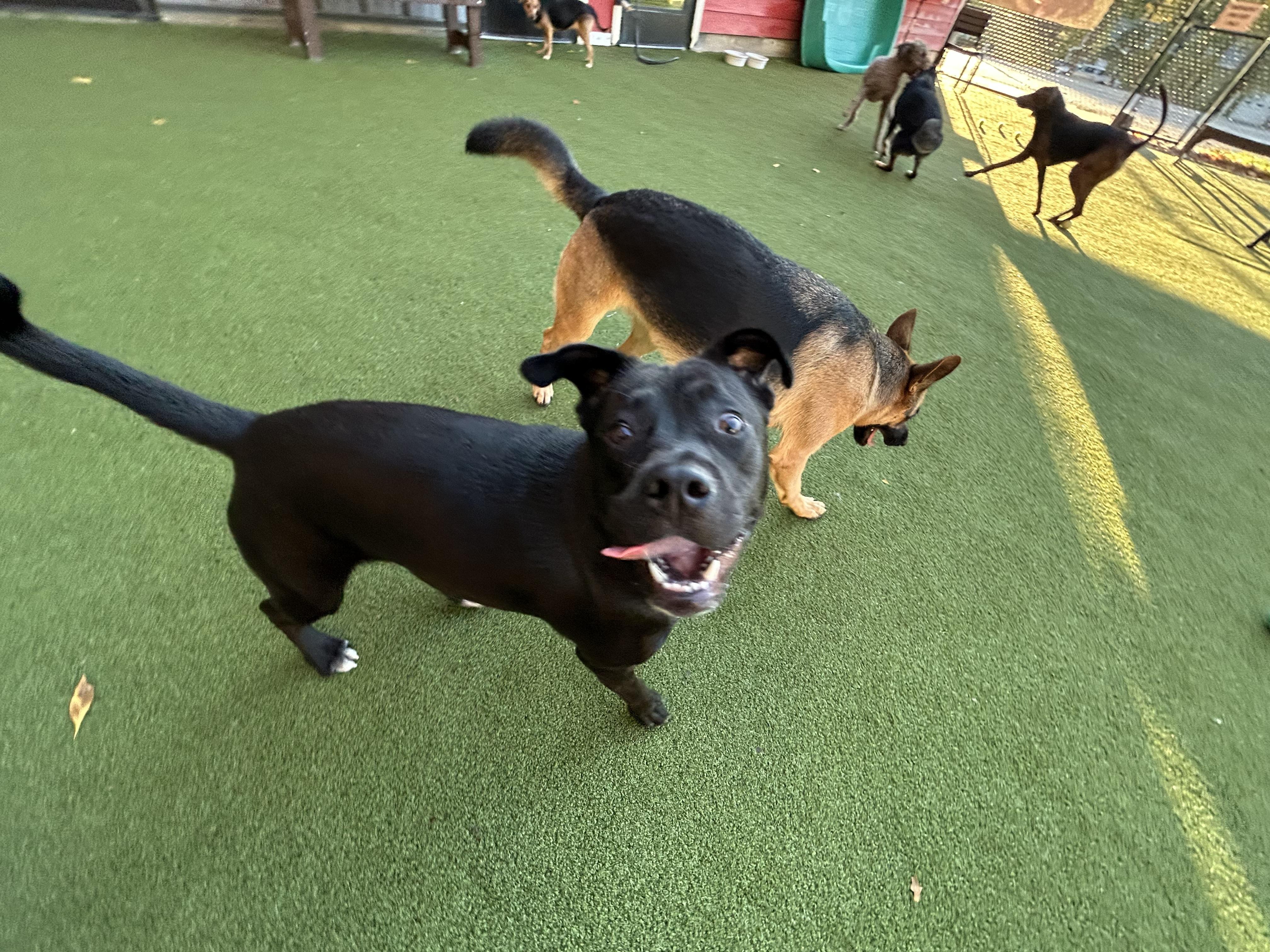 Enlarge Maizey, a Adoptable mixed breed in Grand Rapids, MI image 6/6