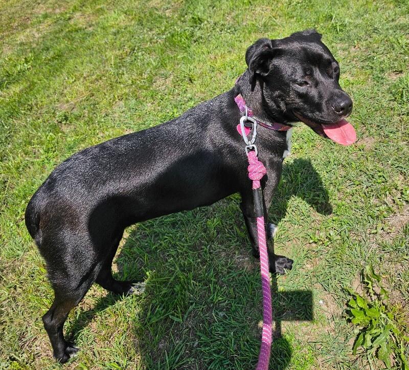 Enlarge Maizey, a Adoptable mixed breed in Grand Rapids, MI image 6/6