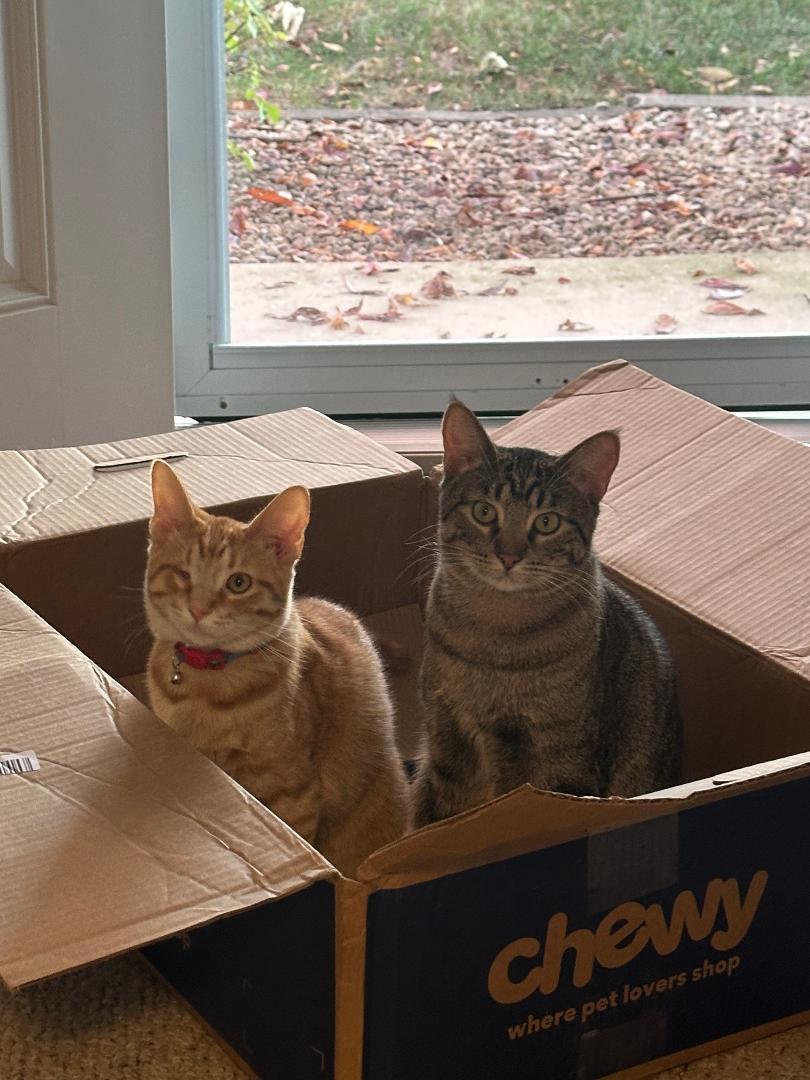 Enlarge Finney and Mishu, a Adoptable Domestic Short Hair in Mokena, IL image 2/6