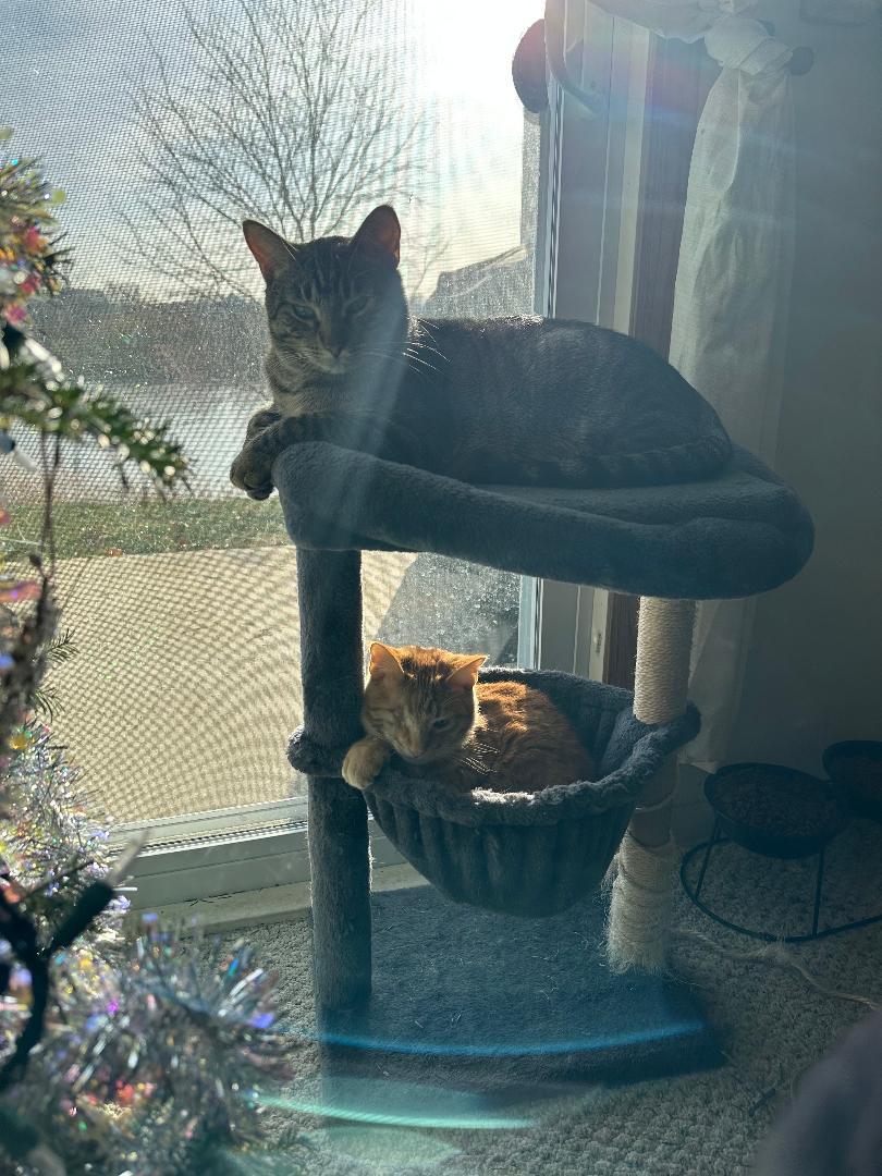 Enlarge Finney and Mishu, a Adoptable Domestic Short Hair in Mokena, IL image 3/6