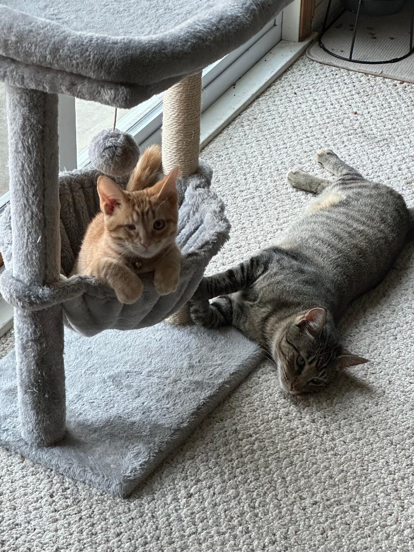 Enlarge Finney and Mishu, a Adoptable Domestic Short Hair in Mokena, IL image 4/6