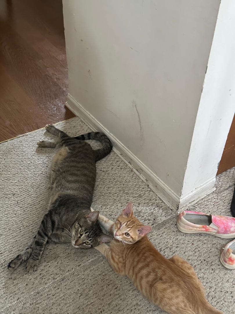Enlarge Finney and Mishu, a Adoptable Domestic Short Hair in Mokena, IL image 5/6