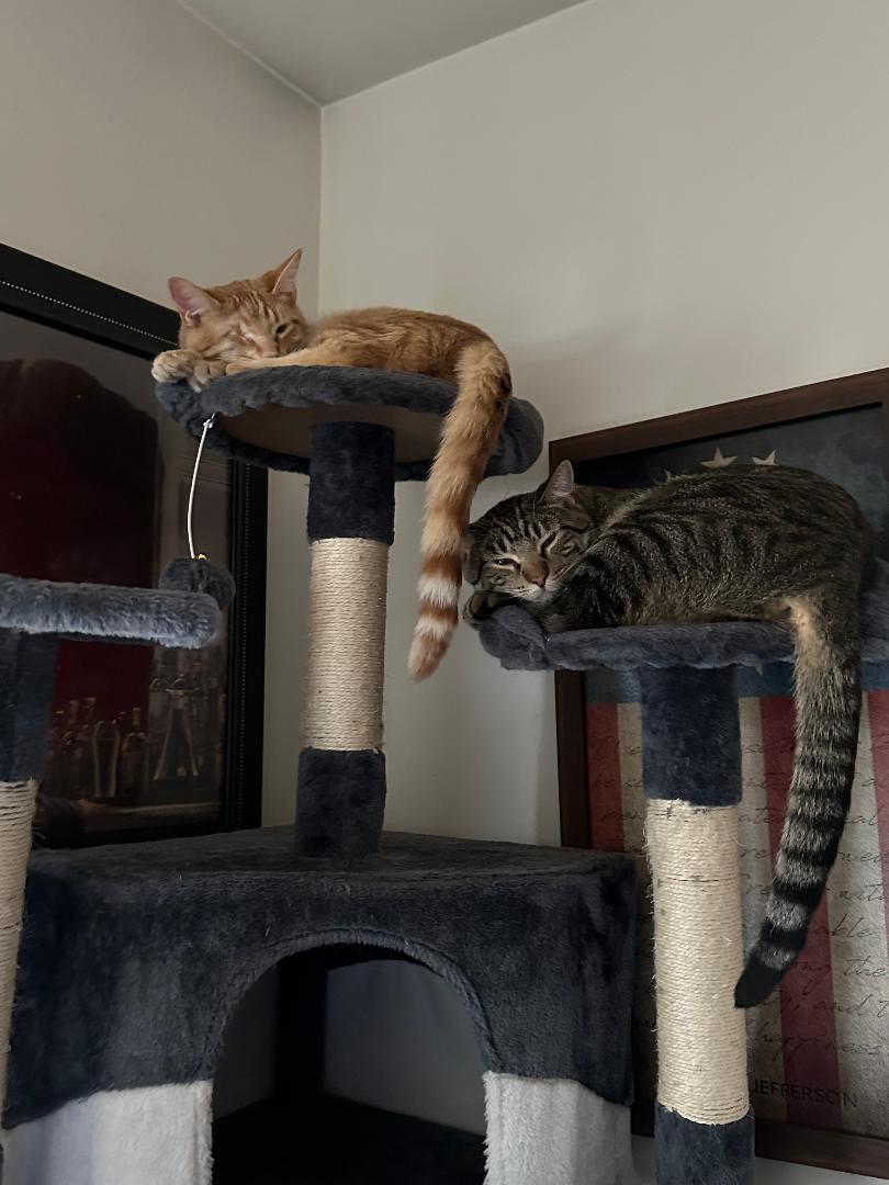 Enlarge Finney and Mishu, a Adoptable Domestic Short Hair in Mokena, IL image 6/6