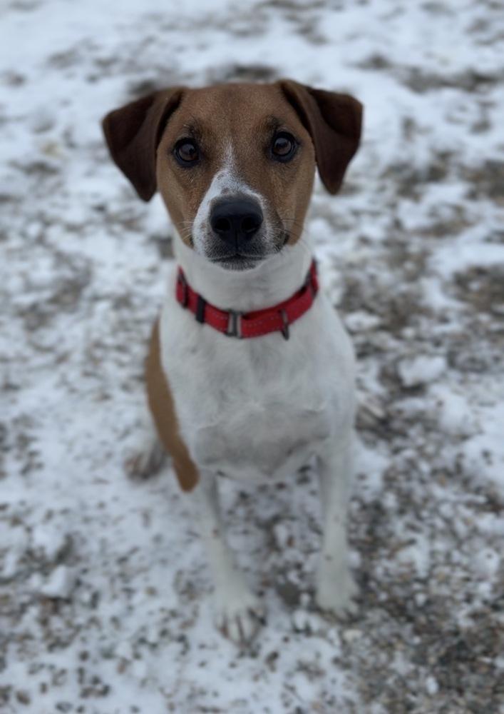 Buddy, Adoptable, Adult Male Jack Russell Terrier.
