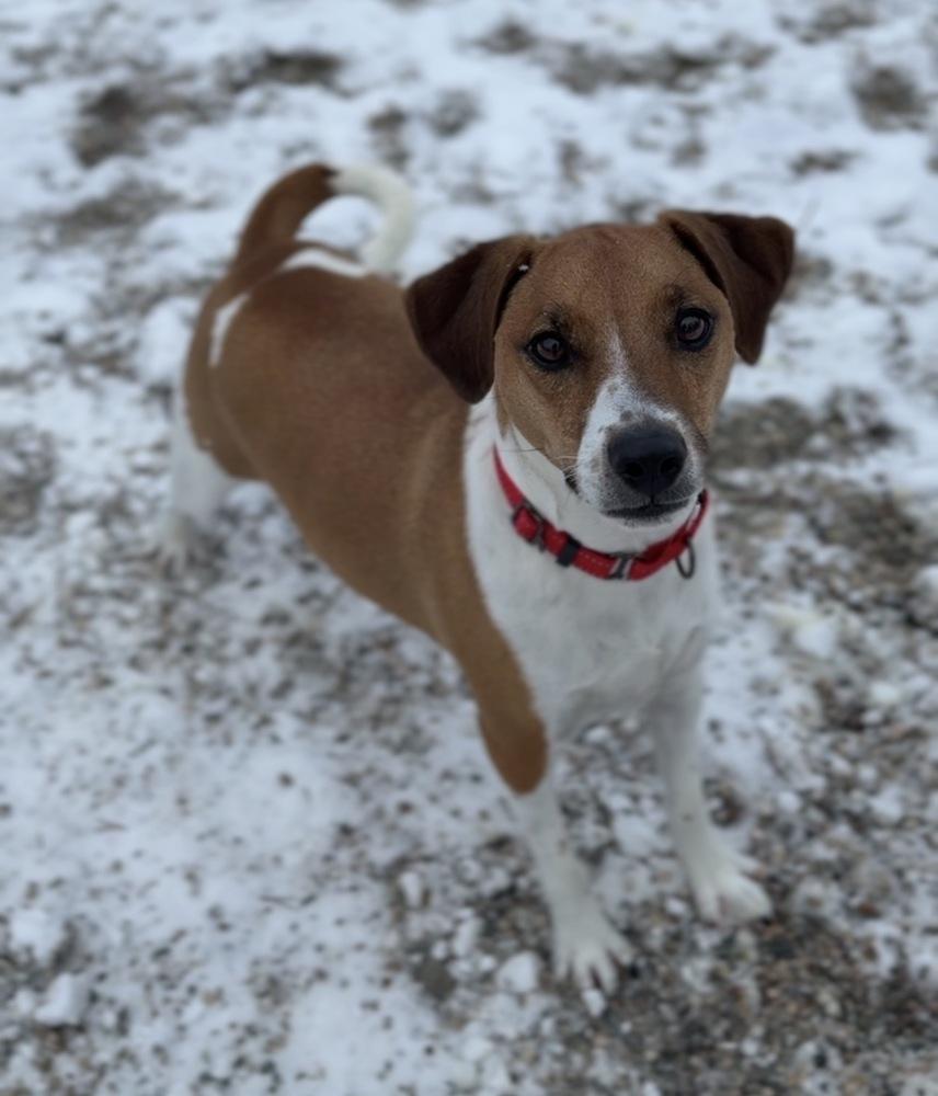 Buddy, a Adoptable Jack Russell Terrier in Bemidji, MN image 2/3