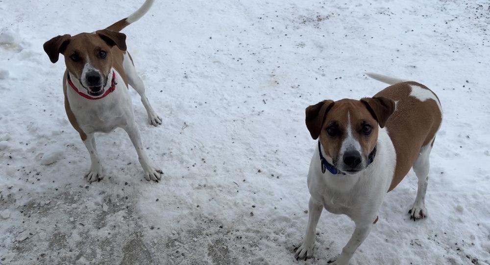 Buddy, a Adoptable Jack Russell Terrier in Bemidji, MN image 3/3