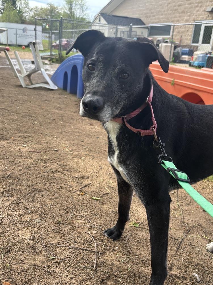 Athena, Adoptable, Adult Female Labrador Retriever.