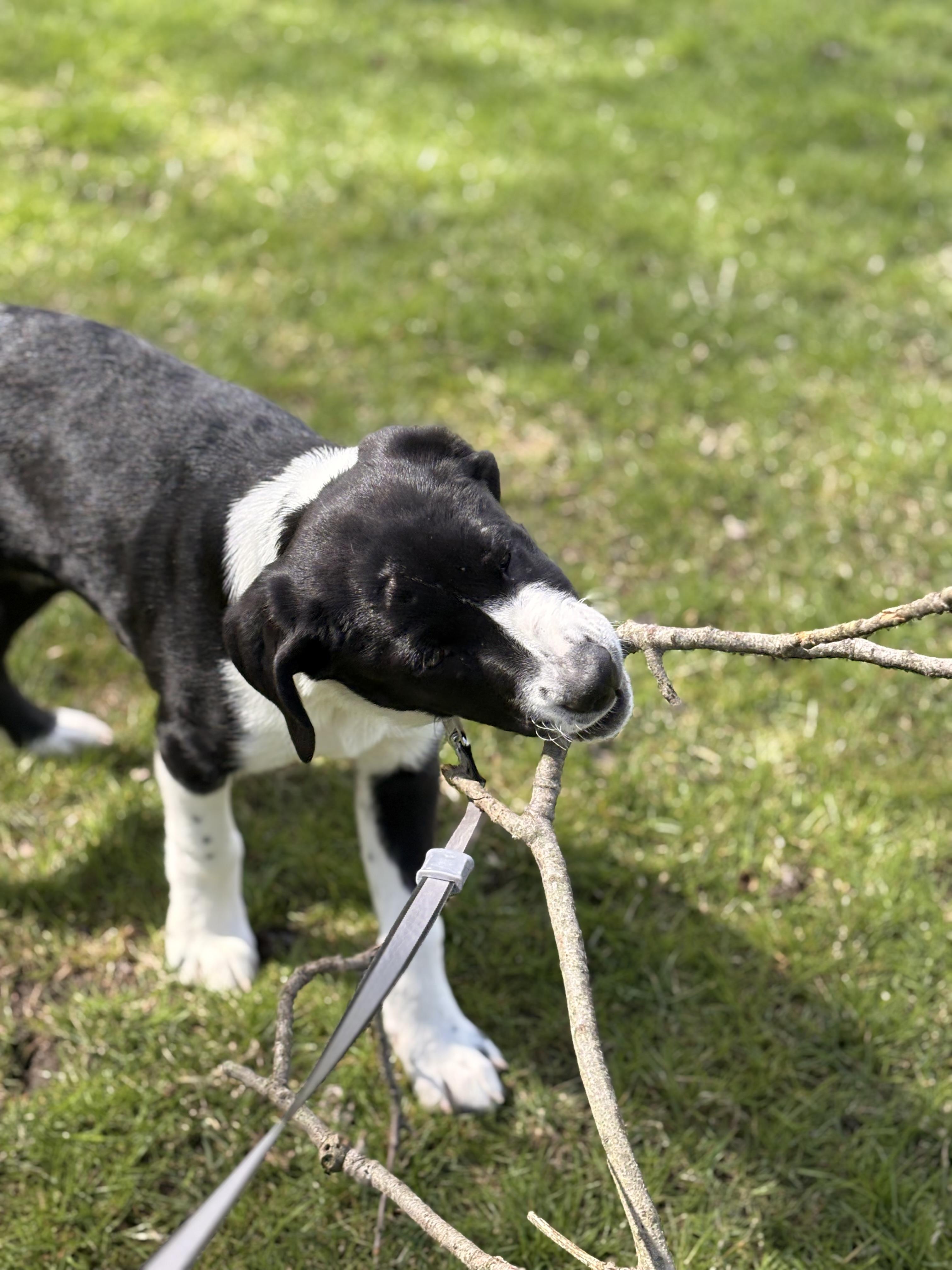 Enlarge Later, an adopted mixed breed in Eatontown, NJ image 3/4