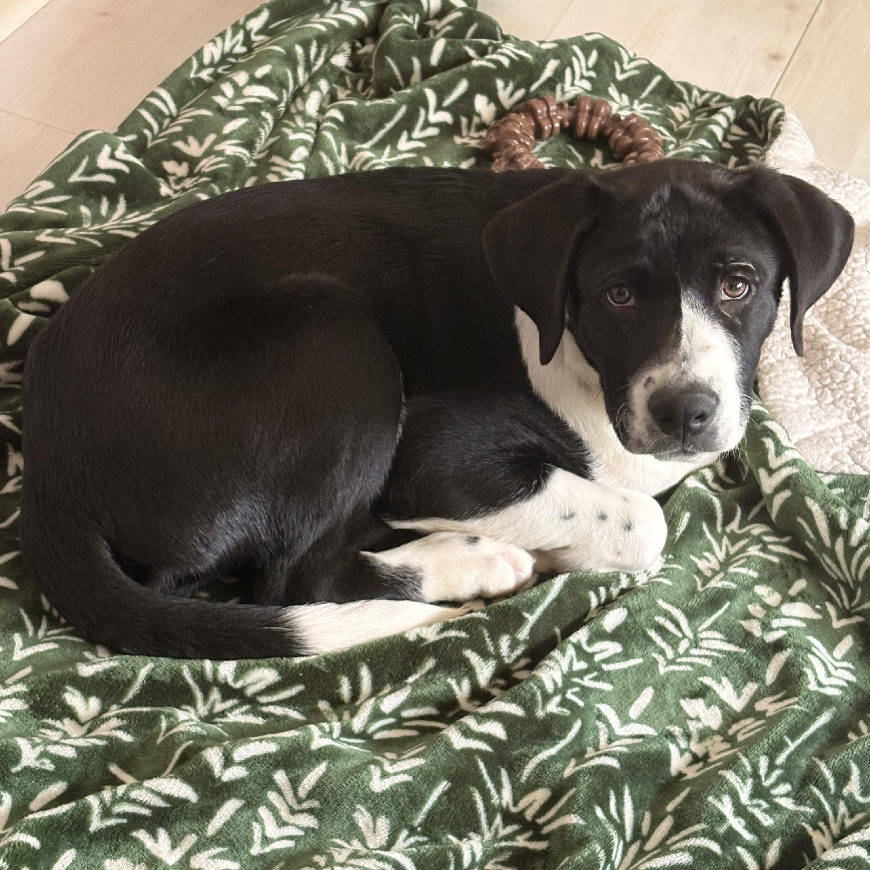 Later, adopted, Puppy Male Catahoula Leopard Dog.