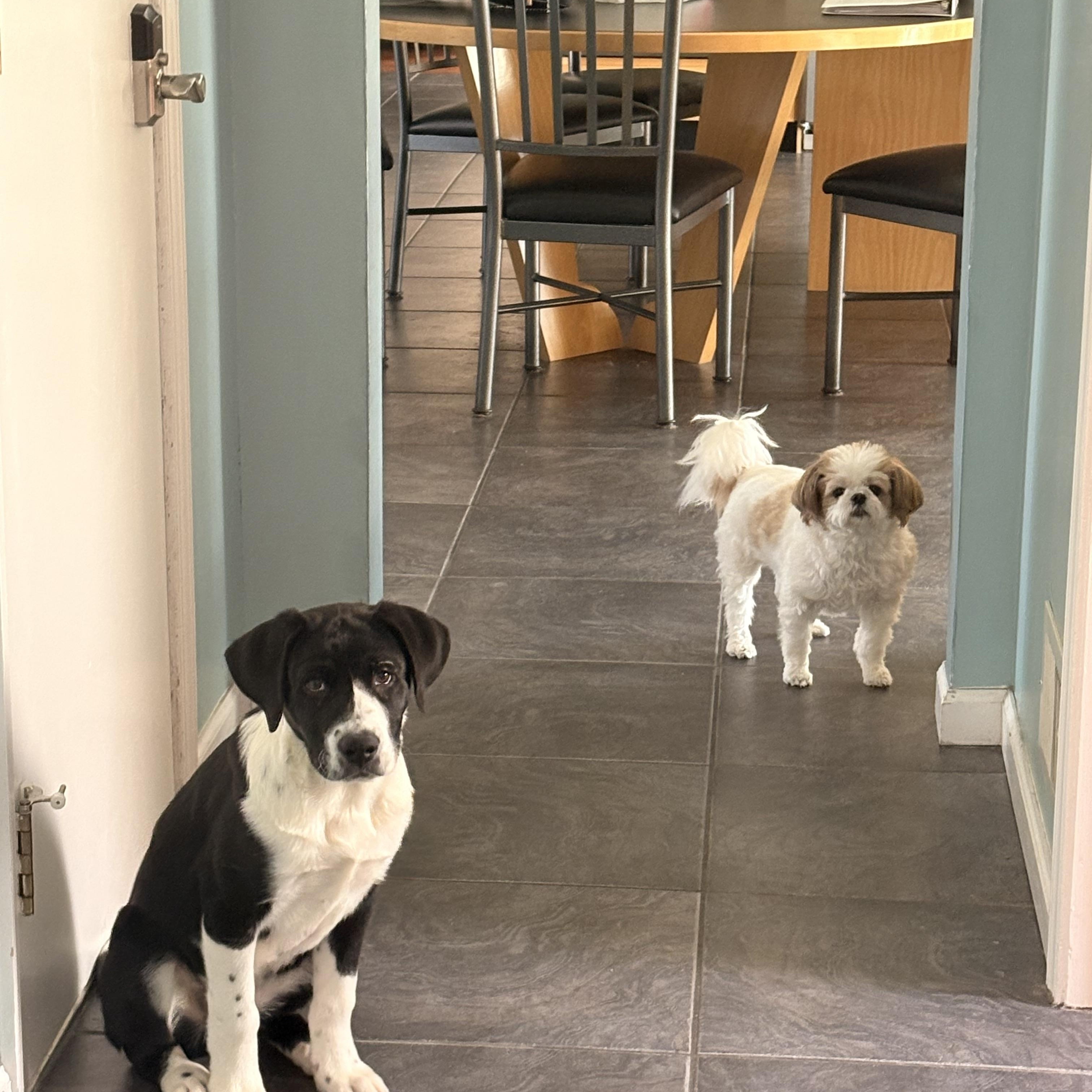 Enlarge Later, an adopted mixed breed in Eatontown, NJ image 4/4